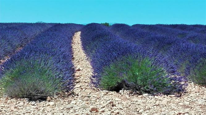 Lavendelfeld in der Provence, Frankreich