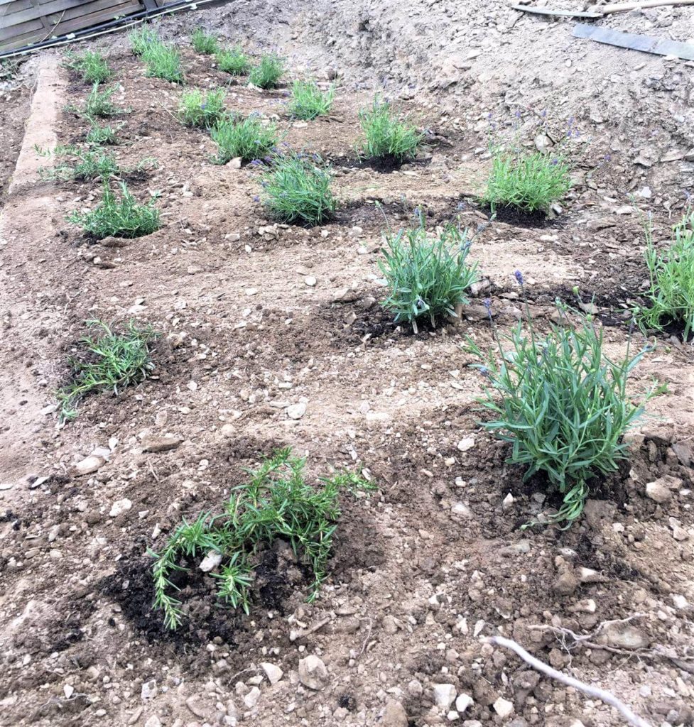 Lavendel der Duft des Südens gegen Sehnsucht nach Frankreich